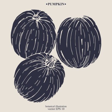 Vektör eli çizilmiş balkabağı. Eps 10 botanik illüstrasyon