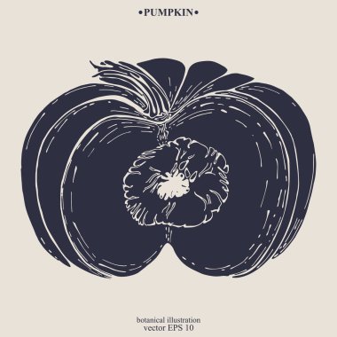 Vektör eli çizilmiş balkabağı. Eps 10 botanik illüstrasyon