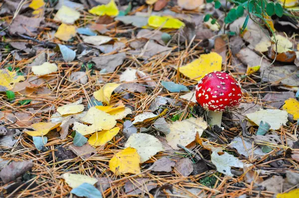 Amanita sonbahar ormanındaki yaprakların arasında mantar mantarı. Projeniz için kalite kalıbı