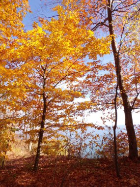 Gölün kıyısındaki renkli ağaçlar