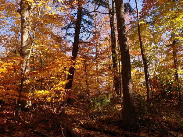 Árvores Coloridas Floresta Outono — Fotografia de Stock