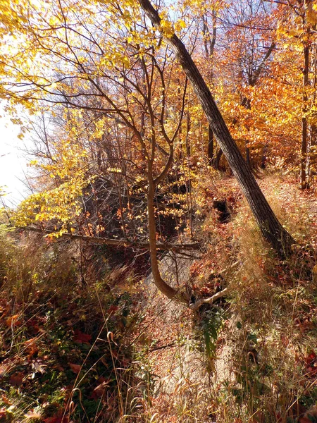 Barevné Stromy Podzim Dnů — Stock fotografie