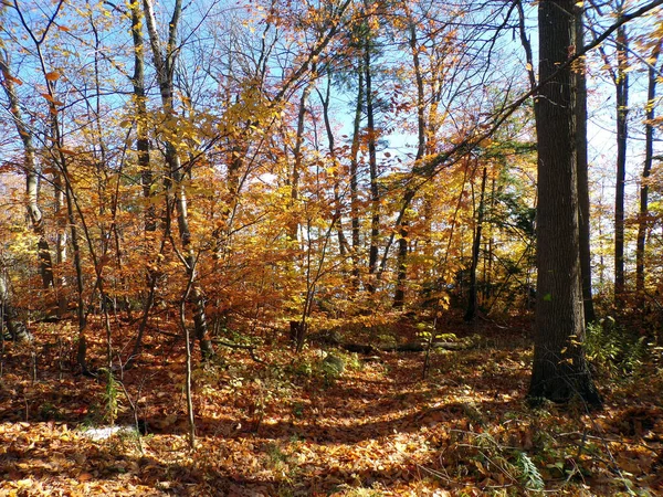 Podzim Barevné Stromy Lese — Stock fotografie