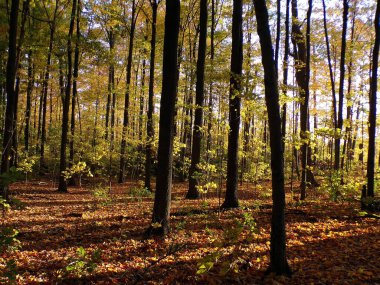 Sunser 'da ormanın sonbahar manzarası