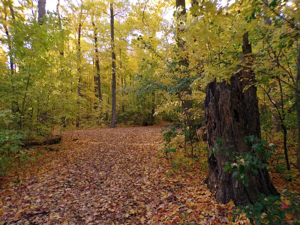 Fall Landscape Forest Sunser — Stock Photo, Image