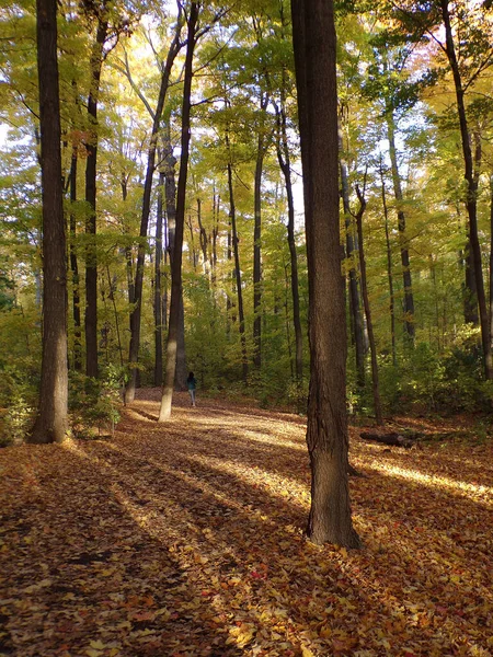 夏の森の秋の風景 — ストック写真