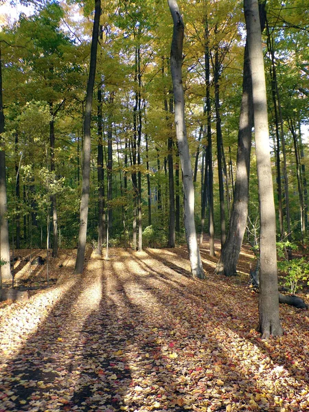 Φθινοπωρινό Τοπίο Του Δάσους Στον Ήλιο — Φωτογραφία Αρχείου