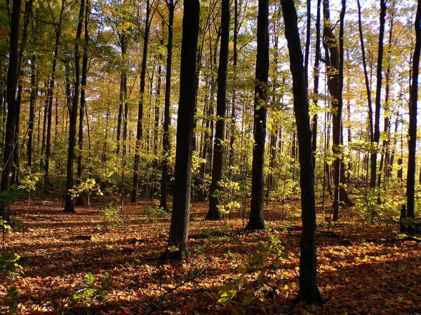 Podzimní Krajina Lesa Slunci — Stock fotografie