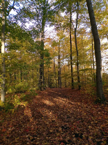 Herbstlandschaft Des Waldes Bei Sunser — Stockfoto