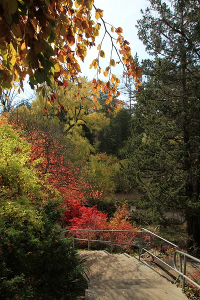 Renkli Ağaçlarla Sonbahar Manzarası — Stok fotoğraf