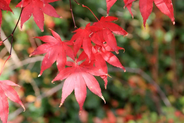 Red Maple Leaves Natural Background — Stock Photo, Image
