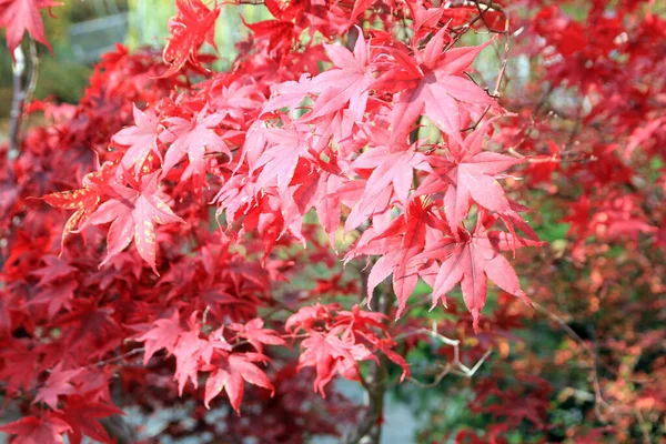 Red Maple Leaves Natural Background — Stock Photo, Image