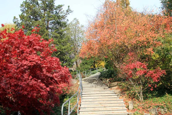 Paisagem Queda Com Escadas Entre Árvores Coloridas — Fotografia de Stock