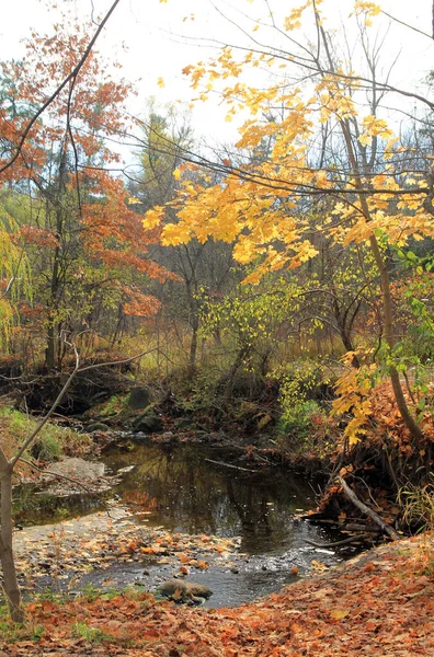 Renkli Ağaçlar Nehirlerle Sonbahar Manzarası — Stok fotoğraf