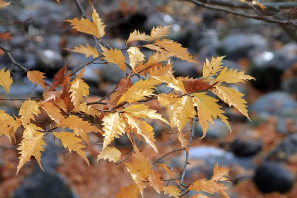 Gul Nedgång Löv Som Naturlig Bakgrund — Stockfoto