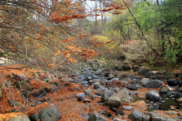 Fall Landscape Colorful Trees Creek — Stock Photo, Image