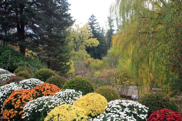 Jesienny Krajobraz Kolorowymi Drzewami Kwiatami — Zdjęcie stockowe
