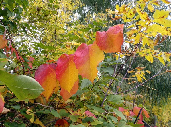 Doğal Bir Arka Plan Olarak Renkli Sonbahar Yaprakları — Stok fotoğraf