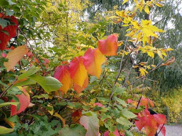 Färgglada Falla Löv Som Naturlig Bakgrund — Stockfoto