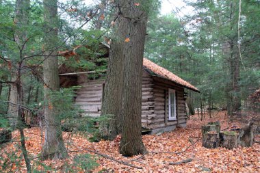 Ormandaki eski ahşap kulübe