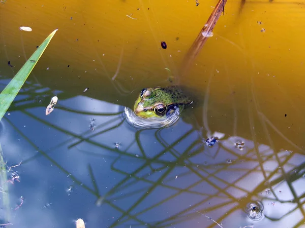 stock image Green frog sitting in water