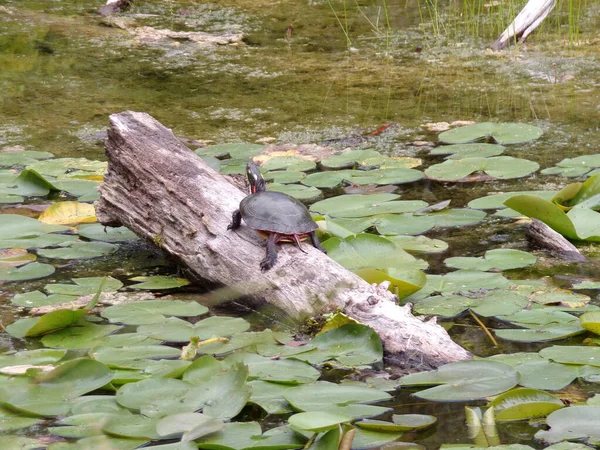 Turtlesitting Água Madeira — Fotografia de Stock