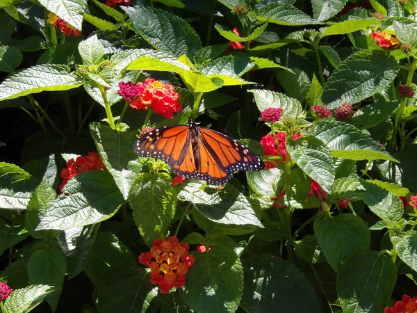 Monarcha Motyli Siedzi Kwiatach — Zdjęcie stockowe