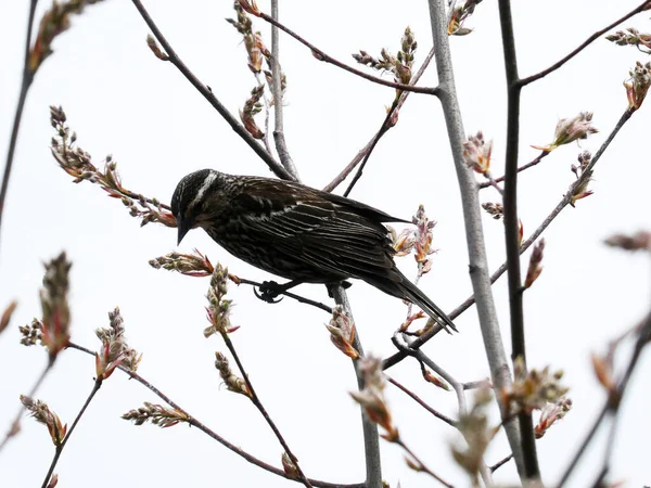 Pine Siskin Bird Sitting Branch — Stock Photo, Image