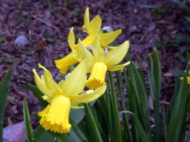 Blooming yelllow daffodils on the flower bed