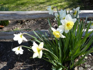 Çiçek tarhında çiçek açan beyaz nergisler