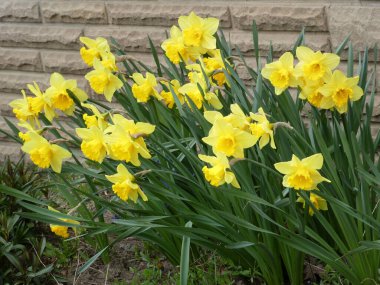 Çiçek tarhında çiçek açan sarı nergisler