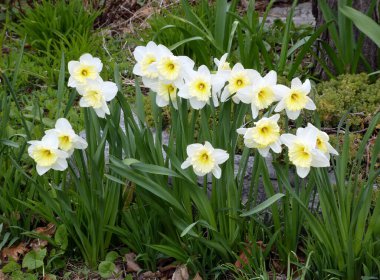 Çiçek tarhında çiçek açan beyaz nergisler