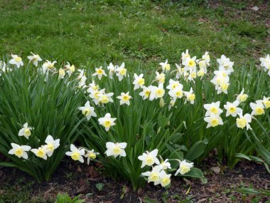 Çiçek tarhında çiçek açan beyaz nergisler