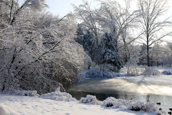 Зимний Пейзаж Деревьями Покрытыми Снегом Замерзшим Прудом — стоковое фото