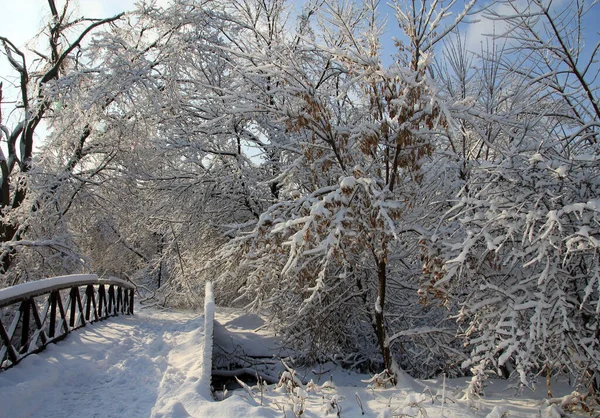 Зимний Пейзаж Деревьями Мостом Покрытыми Снегом Деревянным Мостом — стоковое фото