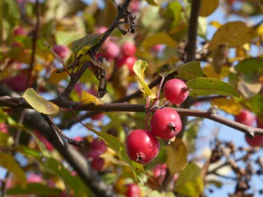 Ağaç dalında küçük kırmızı elmalar