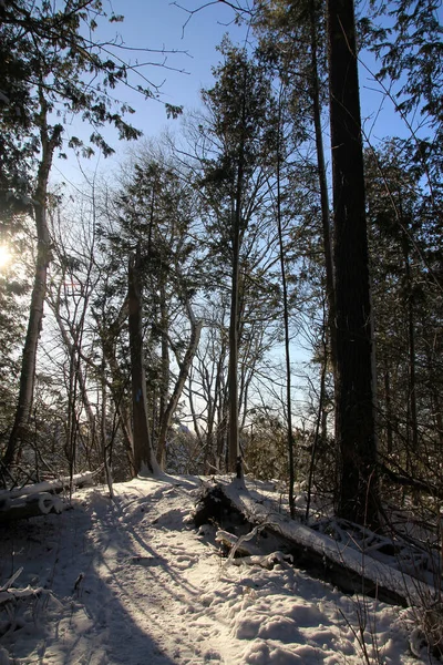 Зимний Пейзаж Деревьями Покрытыми Снегом — стоковое фото