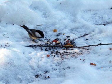 Tit bird sitting on snow
