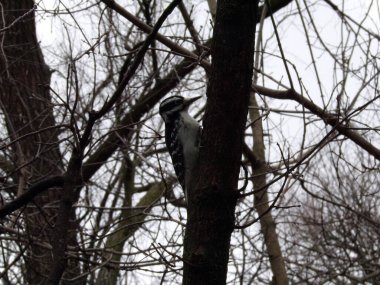 Ağaçkakan ağaçta oturuyor