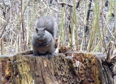 Grey squirrel sitting on twood