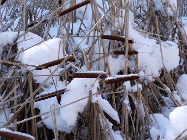 Kar altında kuyruk salla