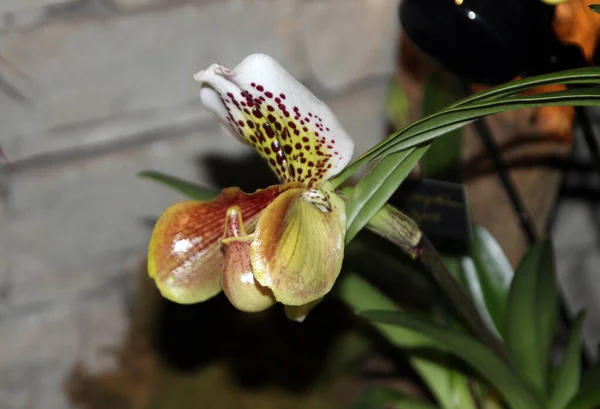 Bloeiende Kleurrijke Orchidee Bloem Donkere Achtergrond — Stockfoto