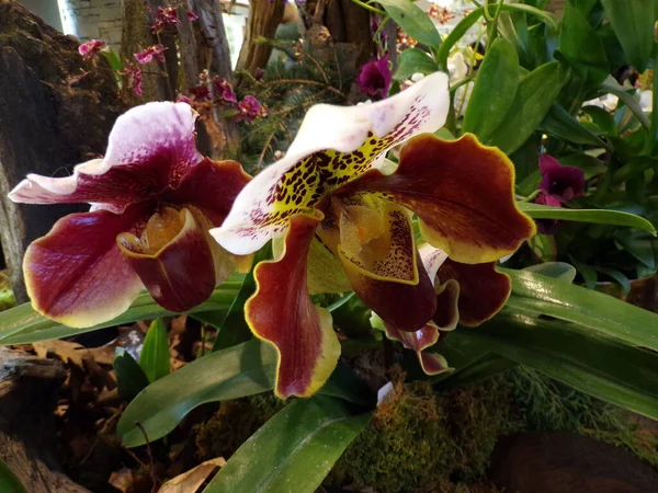 Bloeiende Kleurrijke Orchidee Bloem Donkere Achtergrond — Stockfoto