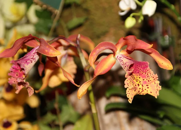 Kwitnący Kolorowy Kwiat Storczyk Ciemnym Tle — Zdjęcie stockowe