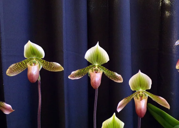 Blühende Bunte Orchideenblume Auf Dunklem Hintergrund — Stockfoto