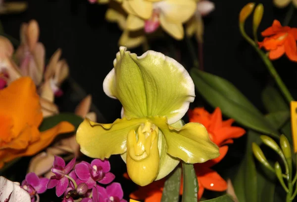 Fleurs Orchidée Colorées Fleurs Sur Fond Sombre — Photo