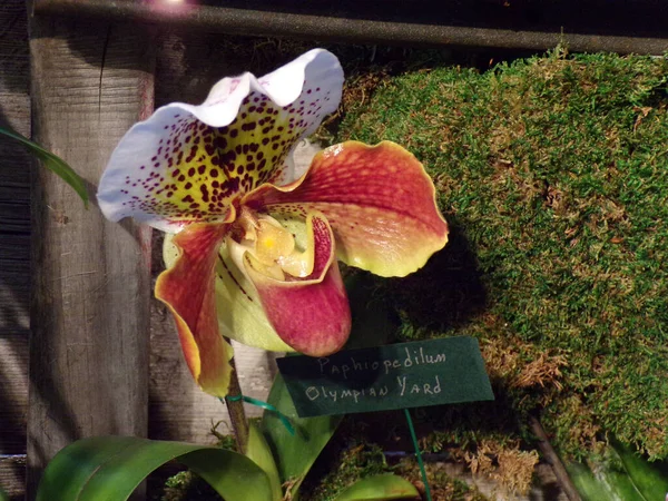 Koyu Arkaplanda Çiçek Açan Renkli Orkide — Stok fotoğraf
