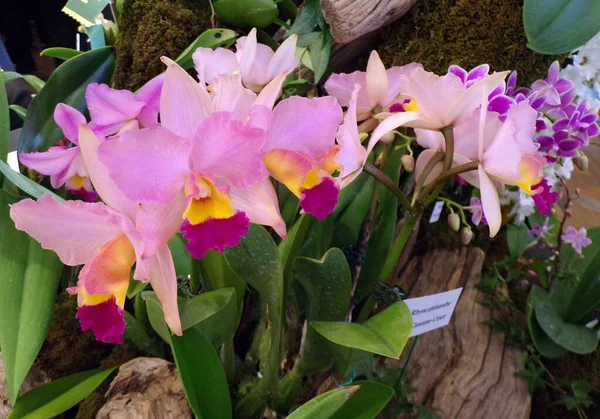 Fioritura Fiori Orchidee Colorate Sfondo Scuro — Foto Stock