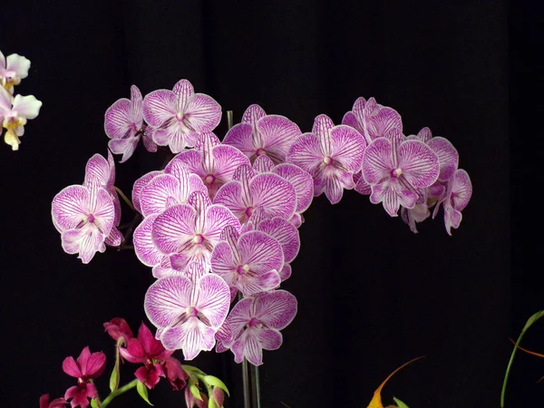 Kwitnące Orchidee Różowe Ciemnym Tle — Zdjęcie stockowe