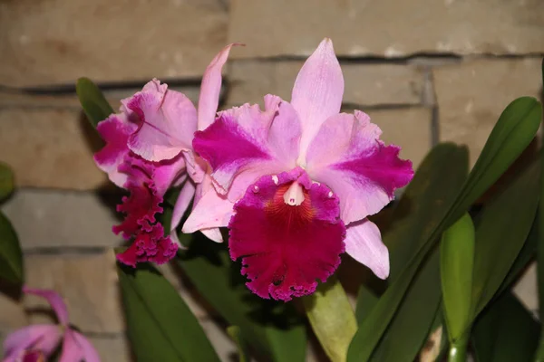 Flores Florecientes Orquídeas Coloridas Sobre Fondo Oscuro —  Fotos de Stock